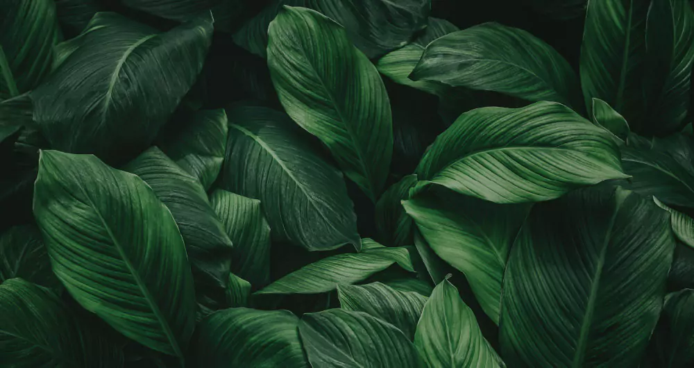 Green leaves environmental friendly printing