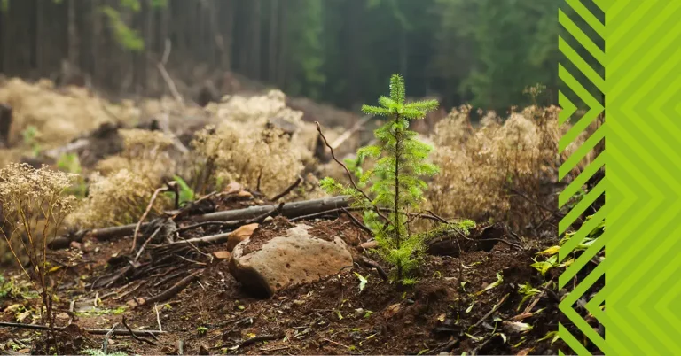 Tree growing in forest