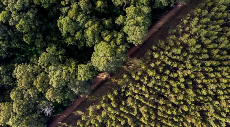 Forest regrowth in Australia